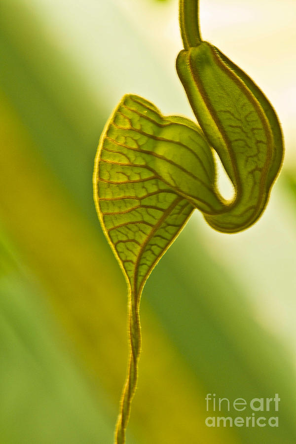 Nature Photograph - Aristolochia grandiflora by Heiko Koehrer-Wagner