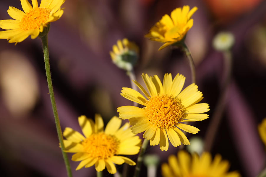 Arizona Daisy by Kevin Igo