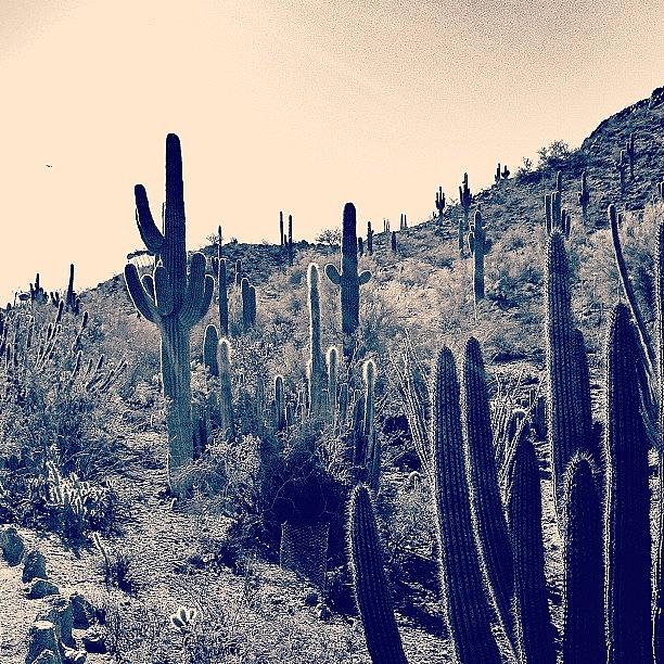 Nature Photograph - #arizona #desert In #blackandwhite by Rachel Boyer 
