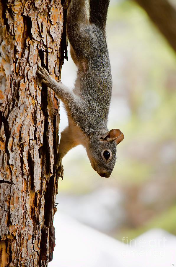 Arizona Grey Squirrel Photograph by Donna Greene