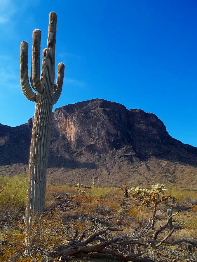 Desert Photograph - Arizona Highways - Picacho State Park by Glenn McCarthy Art and Photography