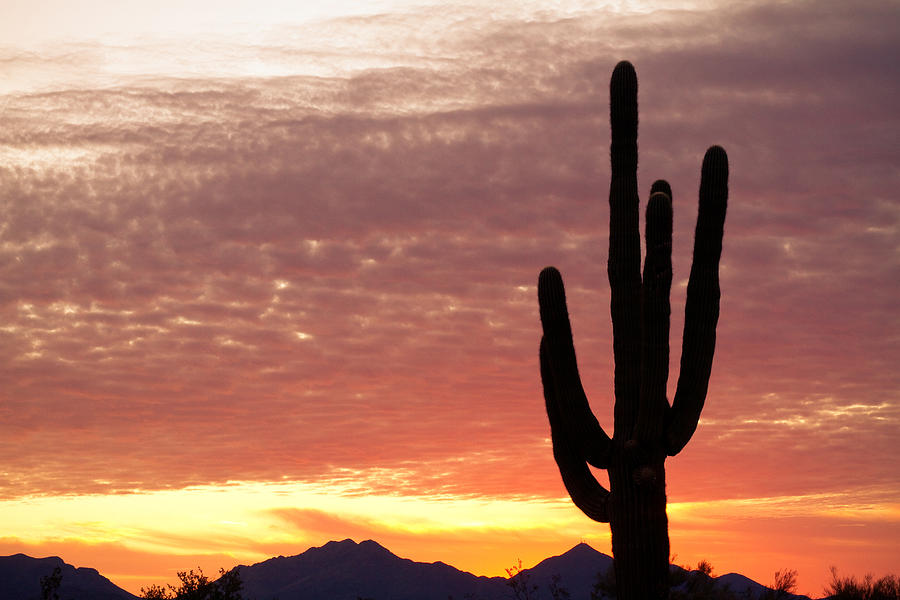 Arizona Saguaro Sunrise Photograph by James BO Insogna