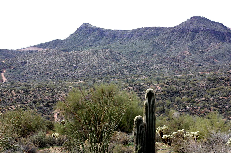 Arizona scapes Photograph by Kim Galluzzo