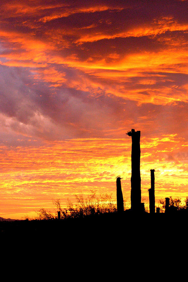Arizona Sunset And Saguaro Photograph by Dina Calvarese