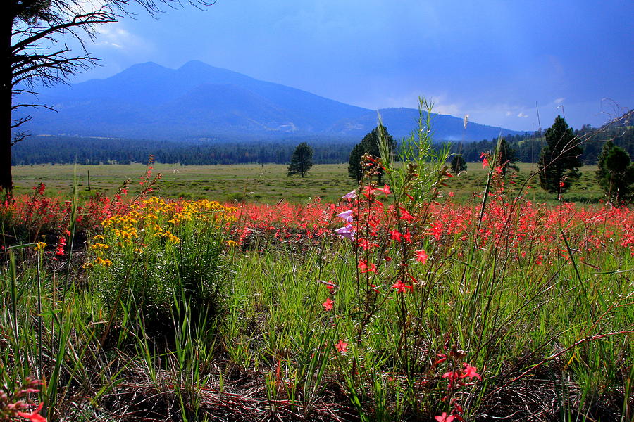 Landscape Photograph - Arizona wildflowers by Robert Sirignano