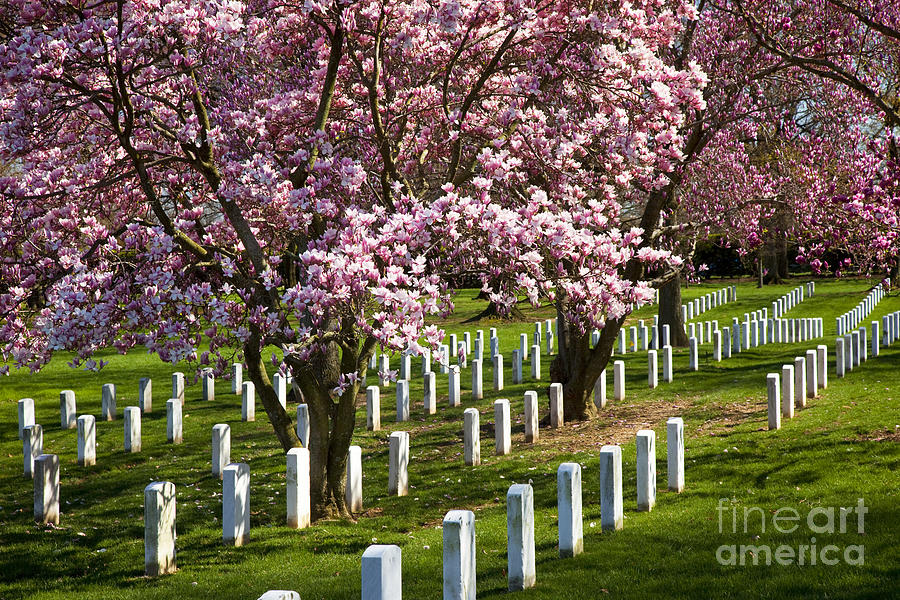 Arlington Cherry Trees Photograph by Brian Jannsen