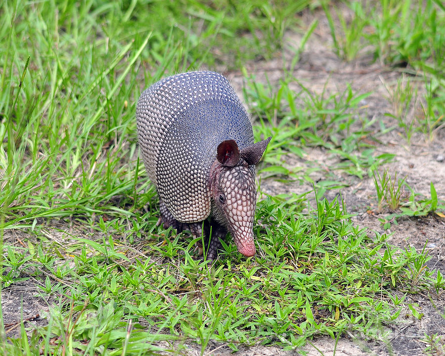 Armored Armadillo 01 Photograph by Al Powell Photography USA