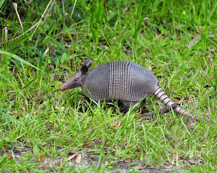 Armored Armadillo 02 Photograph by Al Powell Photography USA