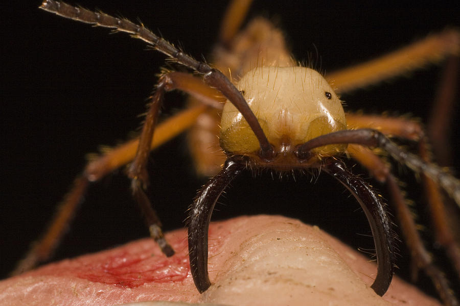 Army Ant Eciton Biting Finger Photograph by Mark Moffett
