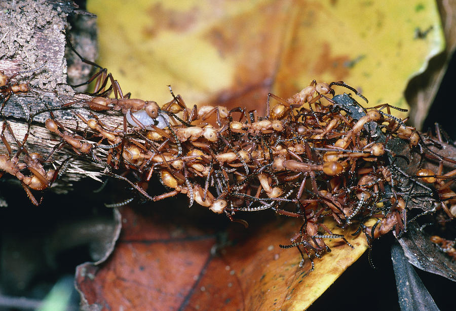 Ant Photograph - Army Ants by Dr George Beccaloni