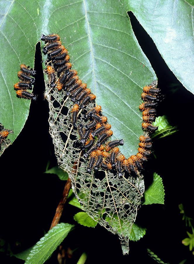 Wildlife Photograph - Army Of Leaf Beetle Larvae by Dr Morley Read