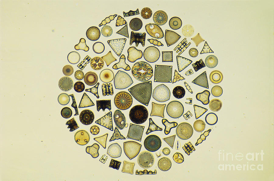 Arrangement Of Diatoms Photograph by MI Walker