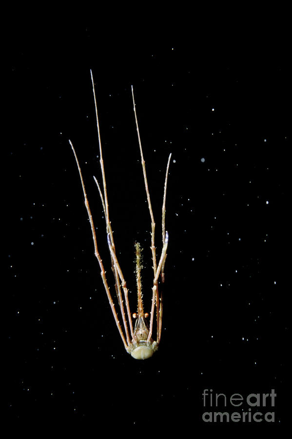 Arrow Crab Falling Through Water Column Photograph by Greg Dimijian