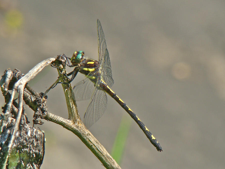 Arrowhead Spiketail Dragonfly - Cordulegaster obliqua Photograph by Carol Senske