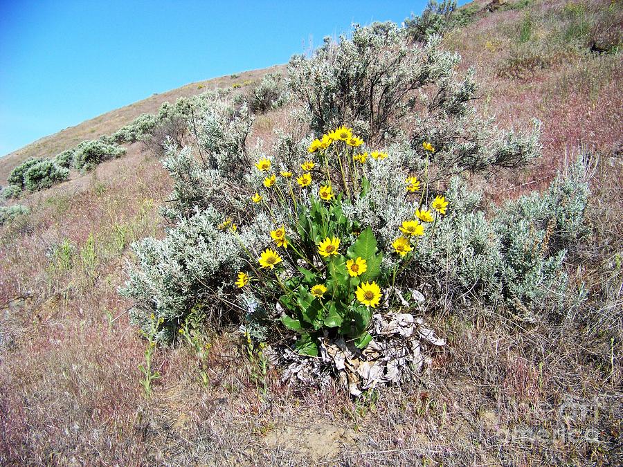 Arrowleaf balsamroot Photograph by Charles Robinson