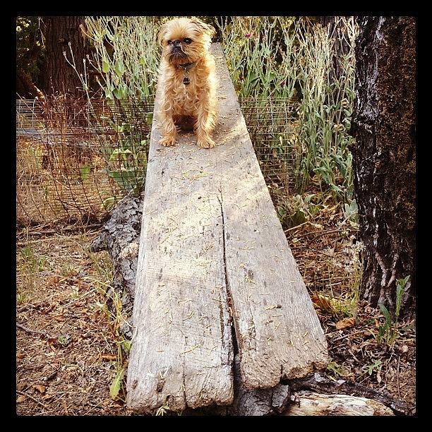 Griffon Photograph - Arrrrgghhfffff! Me?! Walk The Plank?! by Caitlin Schmitt
