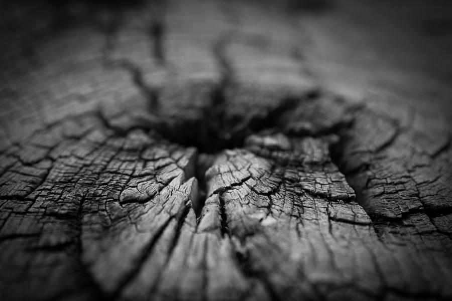 Study of decay in wood Photograph by Vintage Pix