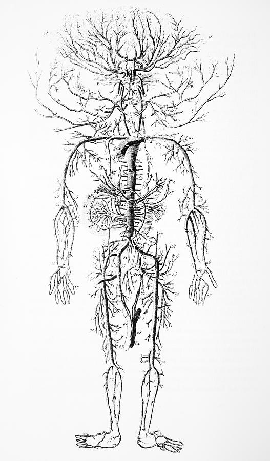 Circulatory System Photograph - Arterial System, 18th Century by 