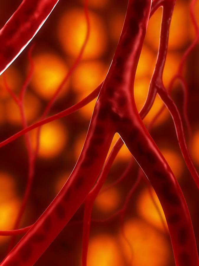 Arteries Artwork Photograph By Sciepro Fine Art America 0549