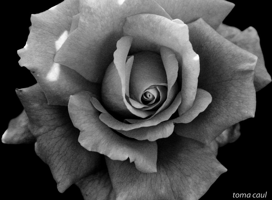 Nature Photograph - Artful Rose by Toma Caul