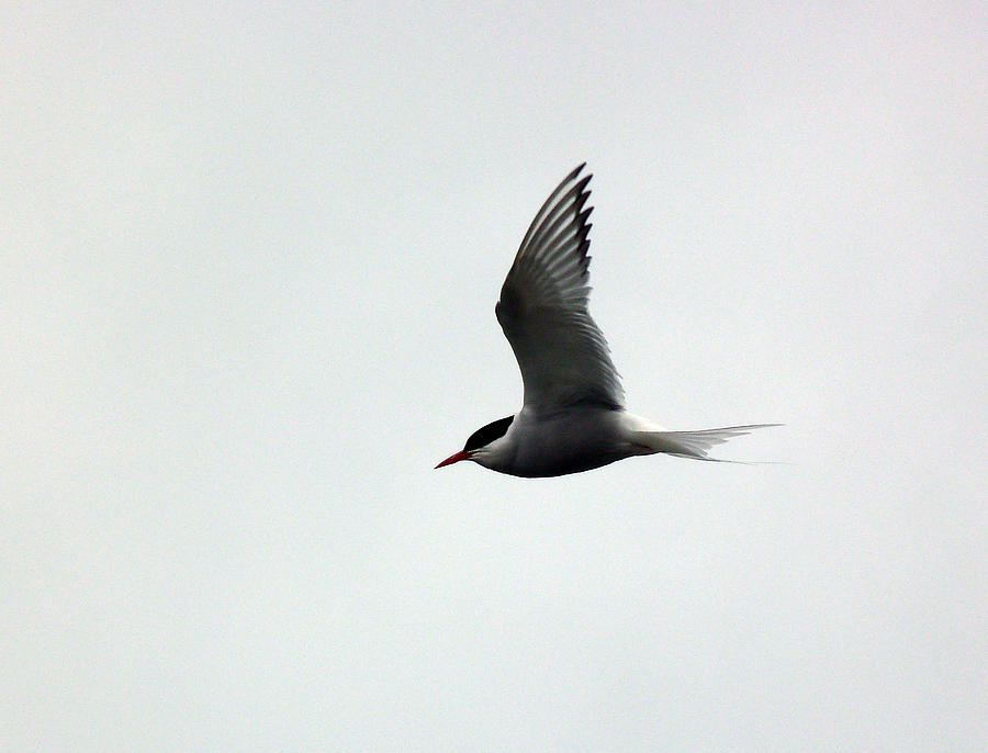 Artic Tern Photograph by Lynn Bolt