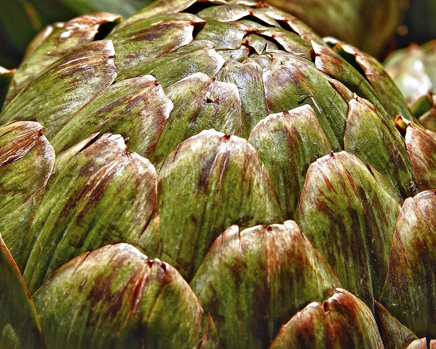 Artichoke Photograph by Forest Alan Lee