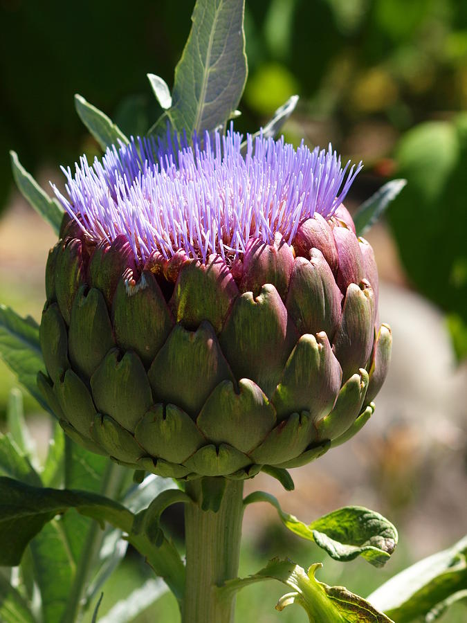 Download Artichoke In Bloom Photograph by Jim Moore