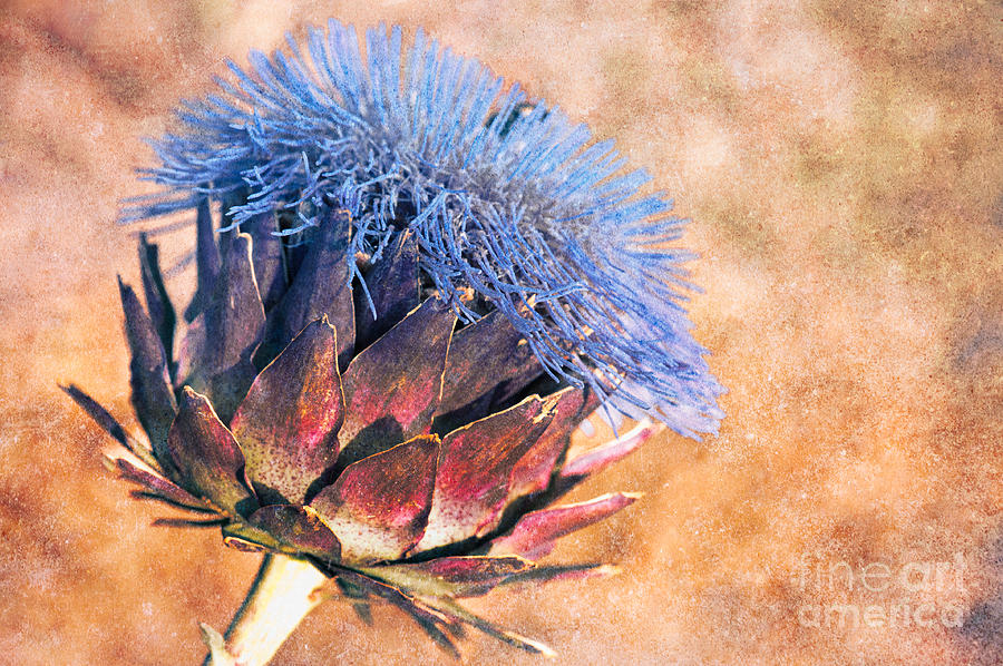 Artichoke in Bloom Photograph by Venetta Archer