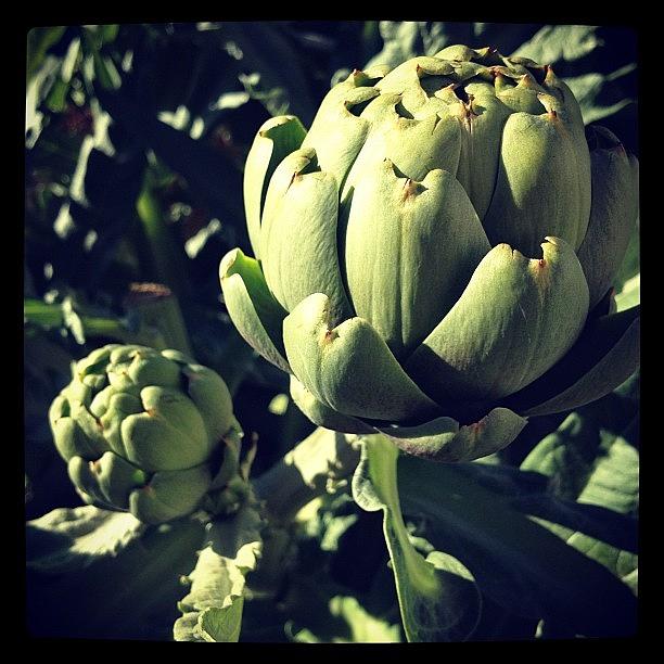 Artichoke Ready For Harvest Photograph by Gracie Noodlestein