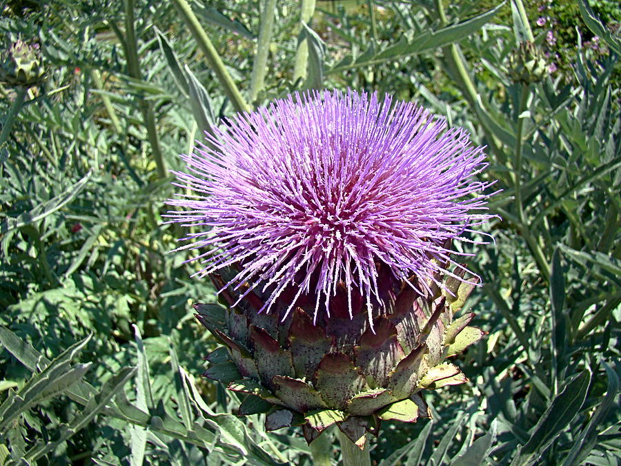 Artichoke Thistle Bloom Photograph by Nick Kloepping