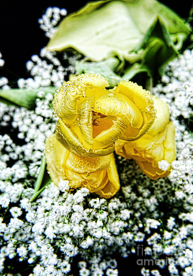 Flower Photograph - Artistic Yellow Tulip with Babys Breath by Anne Ferguson