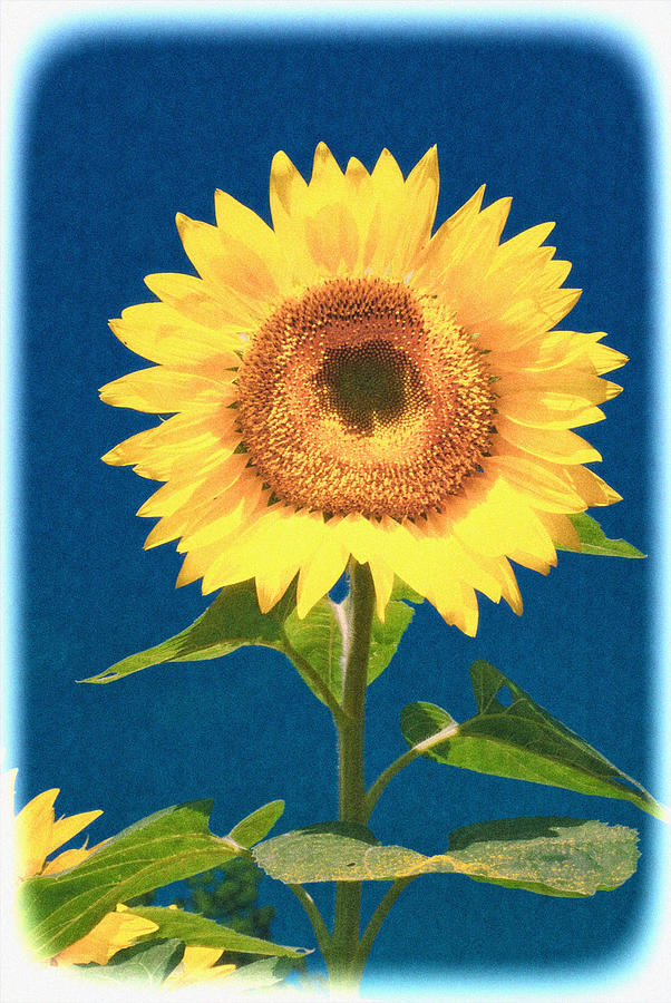 Artsy Sunflower Photograph by Nancy De Flon
