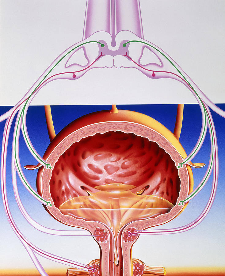 Artwork Of A Bladder And Its Reflex Arc Nerves Photograph by John Bavosi