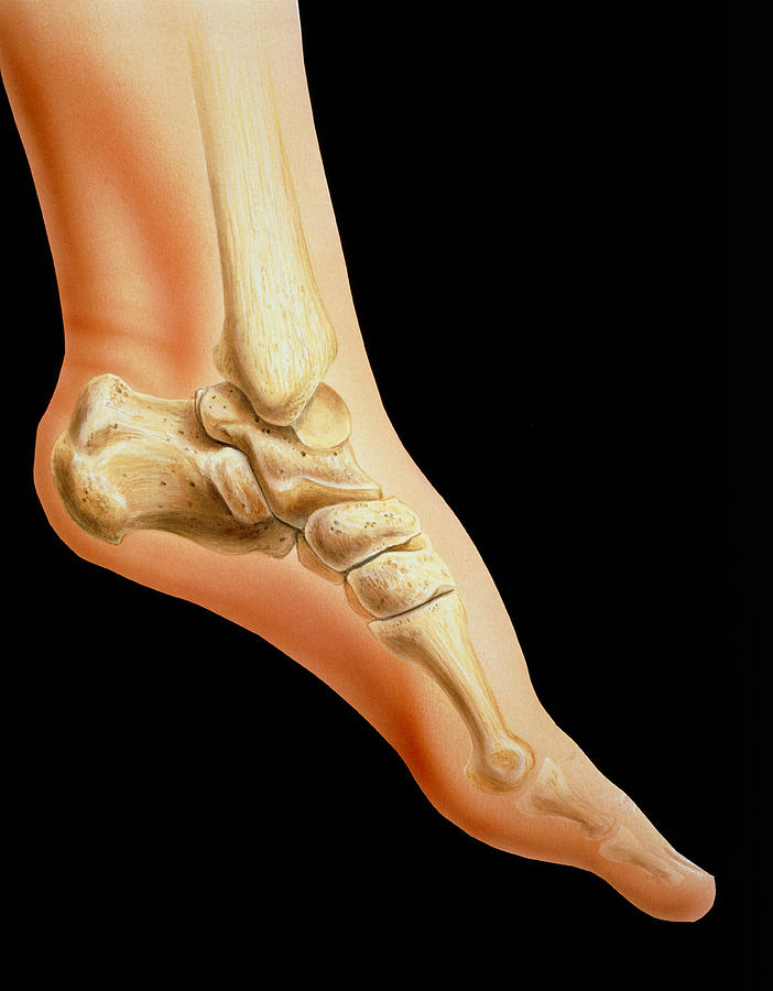Skeleton Photograph - Artwork Of Bones In Human Ankle Joint & Foot by David Gifford