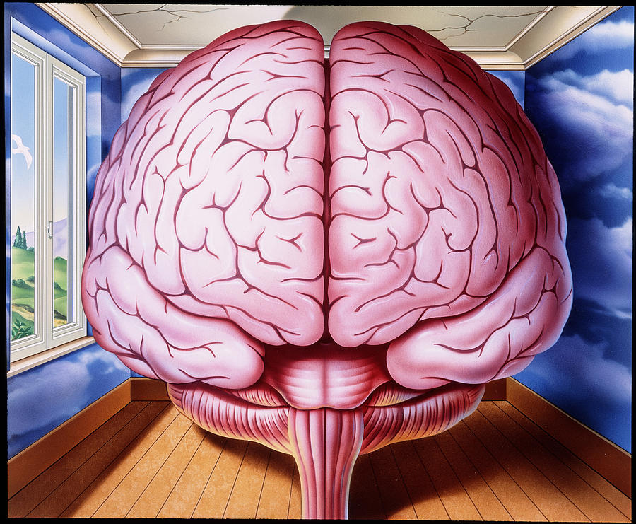 Schizophrenia Photograph - Artwork Of Human Brain Enclosed In Dream-like Room by John Bavosi