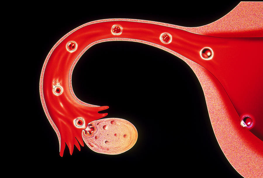 Artwork Of Human Fertilisation And Implantation Photograph By David Ford