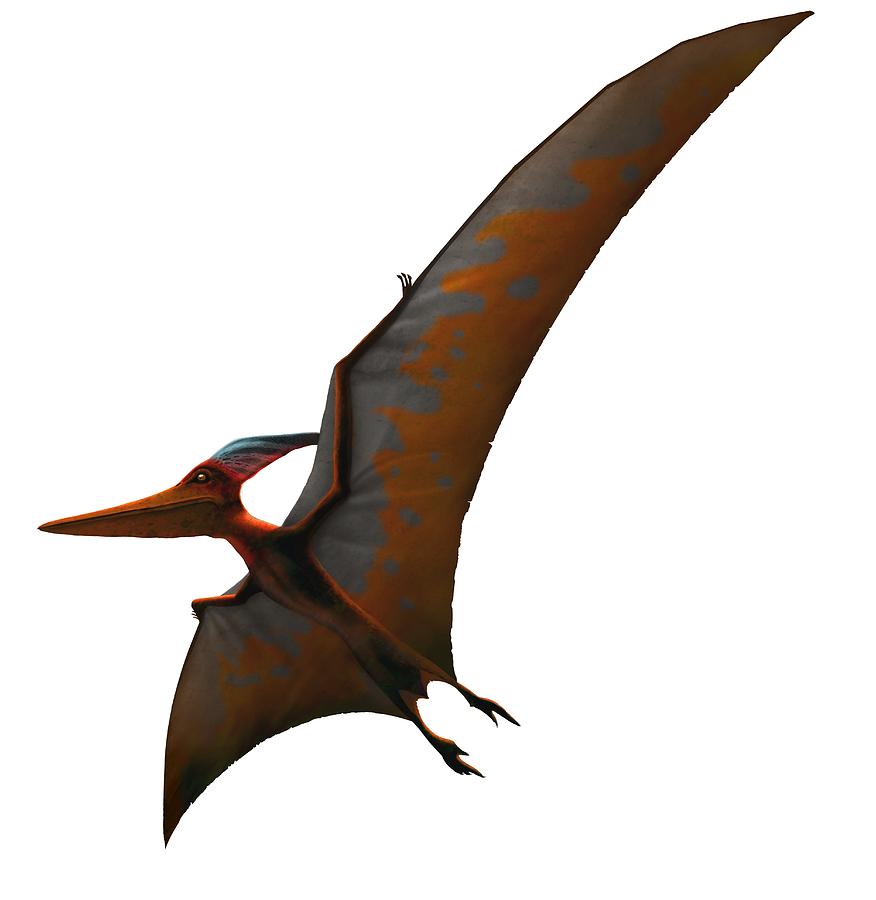 the pteranodon