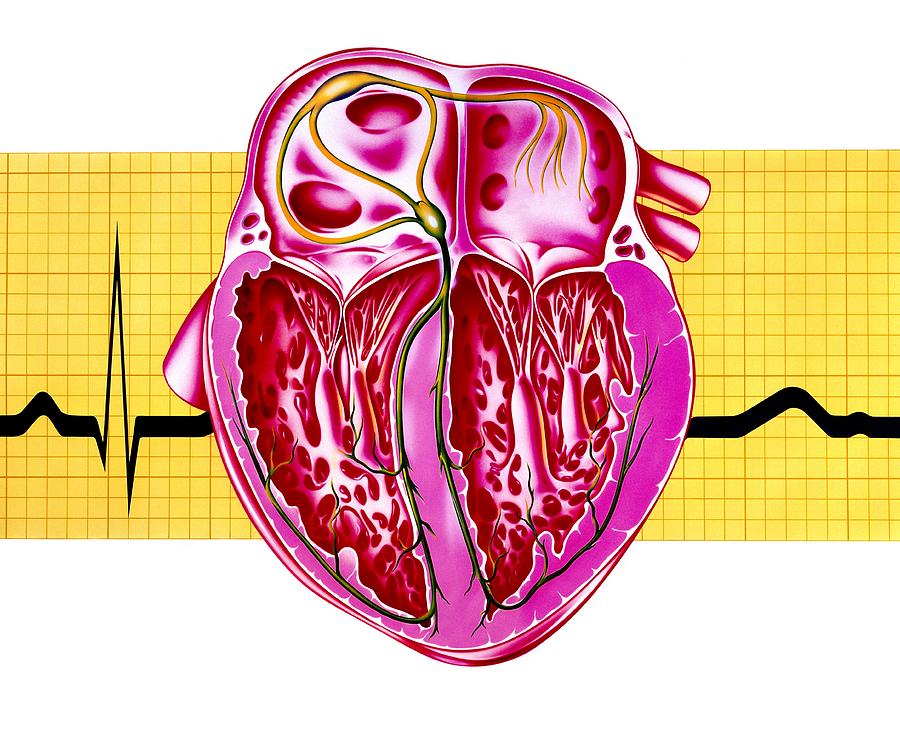 Artwork Of Sectioned Heart With Healthy Ecg Trace Photograph by John ...