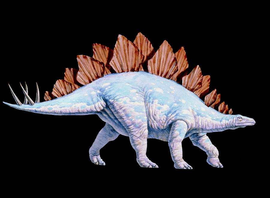 bellzi stegosaurus