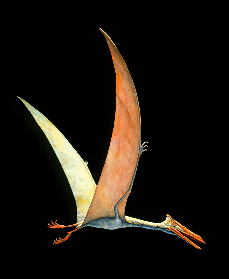 Artwork Of The Flying Reptile Quetzalcoatlus Sp. Photograph by Joe ...