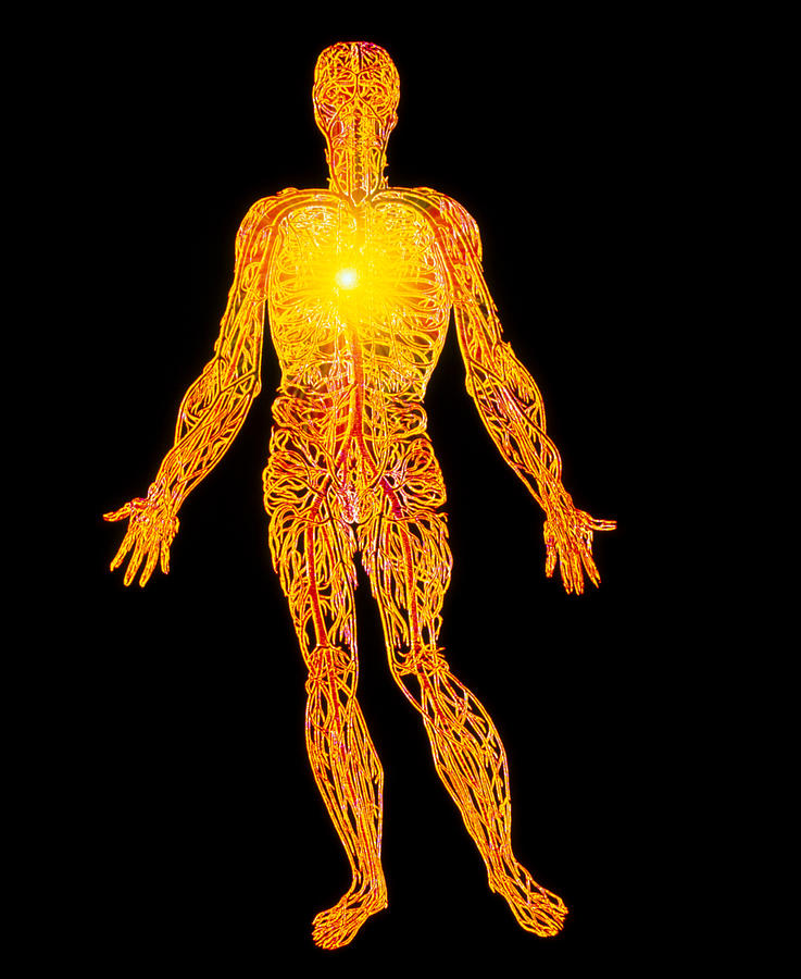 human venous system anatomy