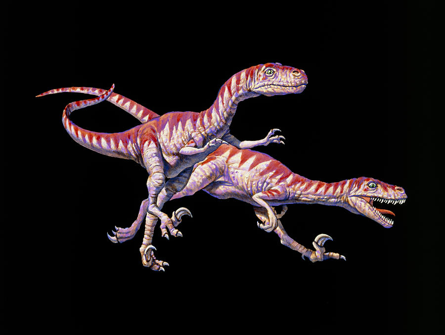 Artwork Of Two Deinonychus Dinosaurs Photograph by Joe Tucciarone ...