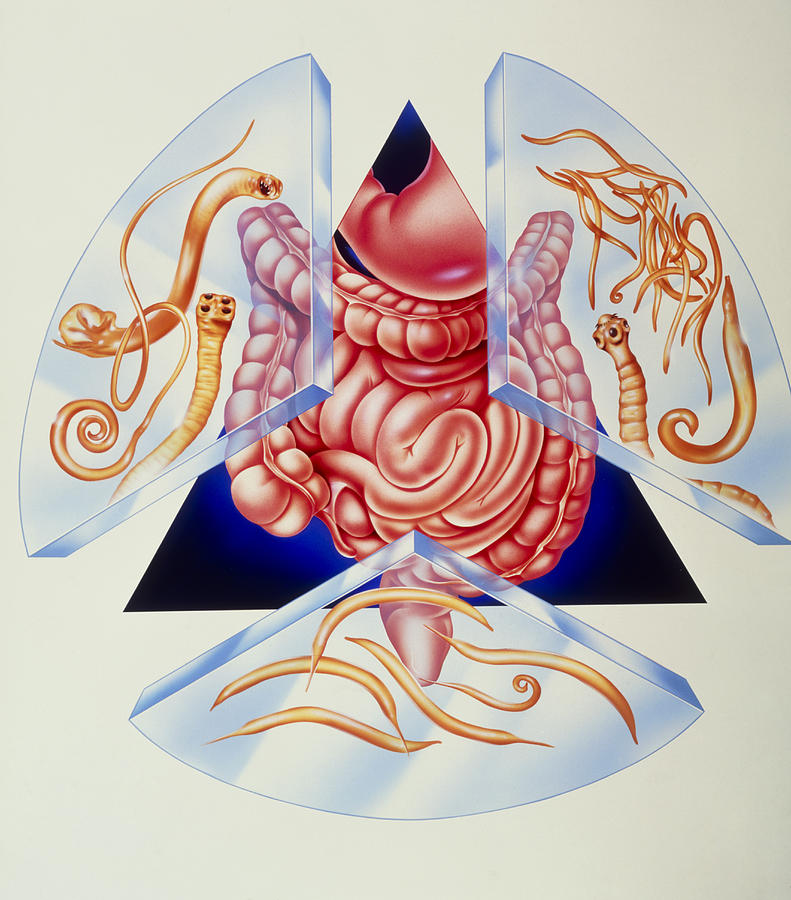 Nature Photograph - Artwork Of Various Intestinal Parasites And Gut by John Bavosi
