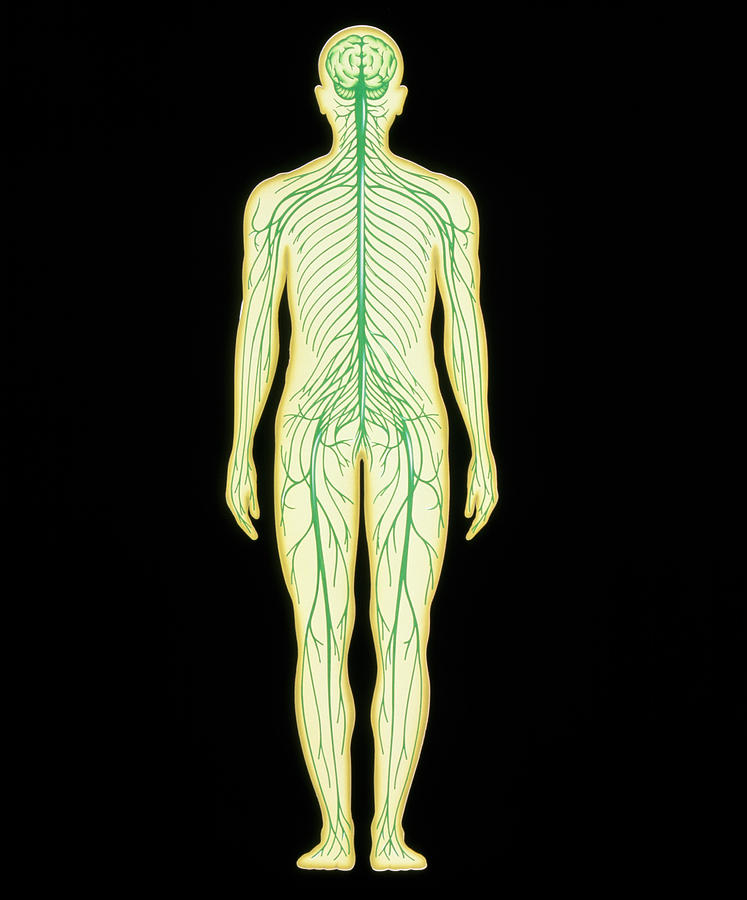 Artwork Showing The Human Nervous System Photograph By John Bavosi 