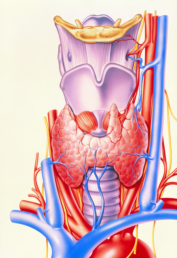 Щитовидная железа картина