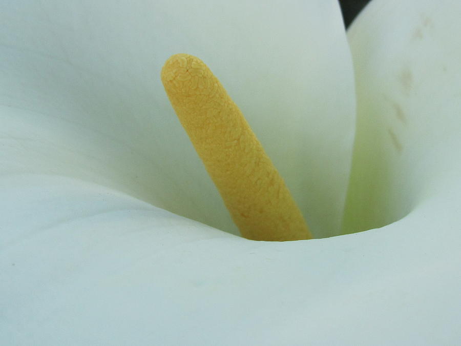 Arum Lily Photograph by Vijay Sharon Govender