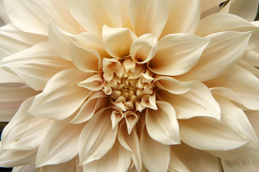 Flower Photograph - Arundel Blossom by KG Thienemann