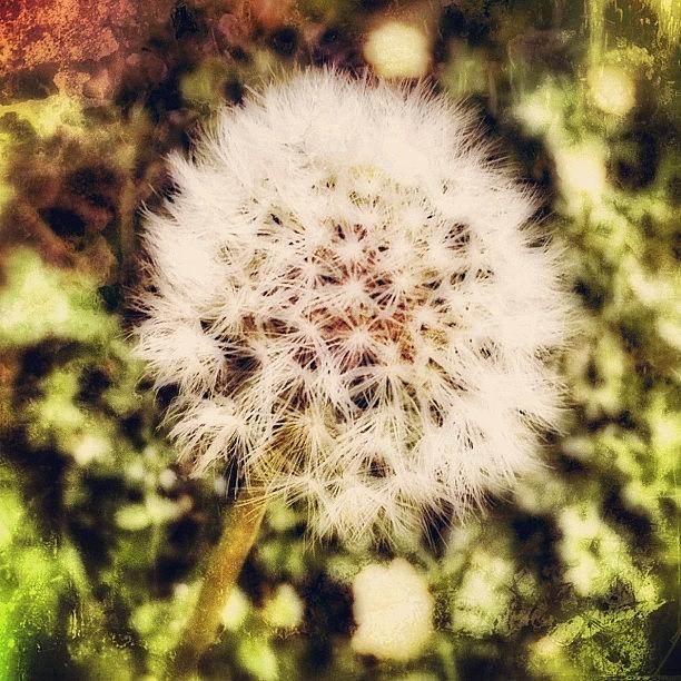 Nature Photograph - as A Child, My Wishes Were Simple by Carrie Mroczkowski