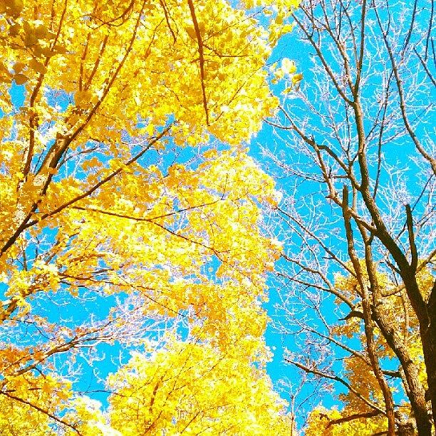 Tree Photograph - As Good As Gold by Nicole Plows