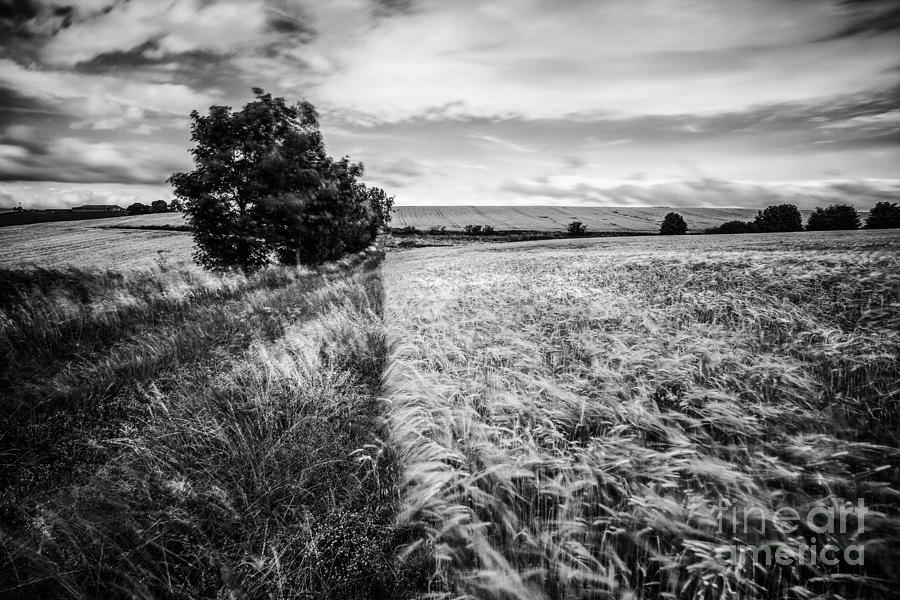 Black And White Photograph - As the Wind Blows by John Farnan